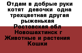 Отдам в добрые руки котят (девочки) одна трехцветная другая рыженькая - Ростовская обл., Новошахтинск г. Животные и растения » Кошки   